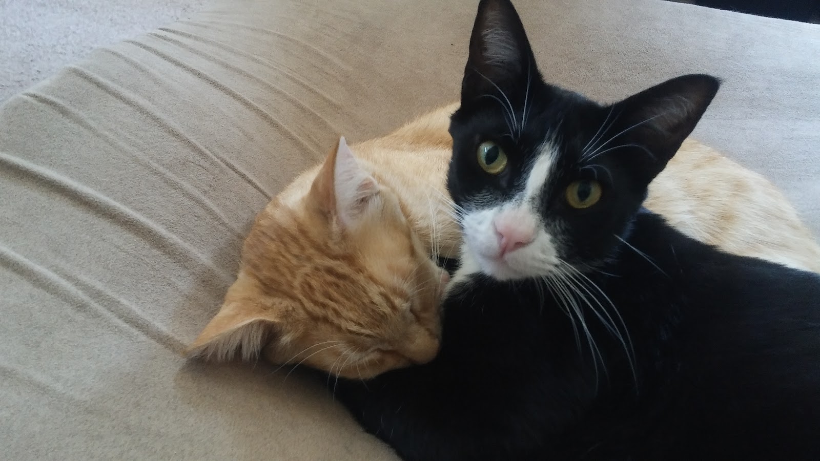 Vitamin K On Washing A Cat