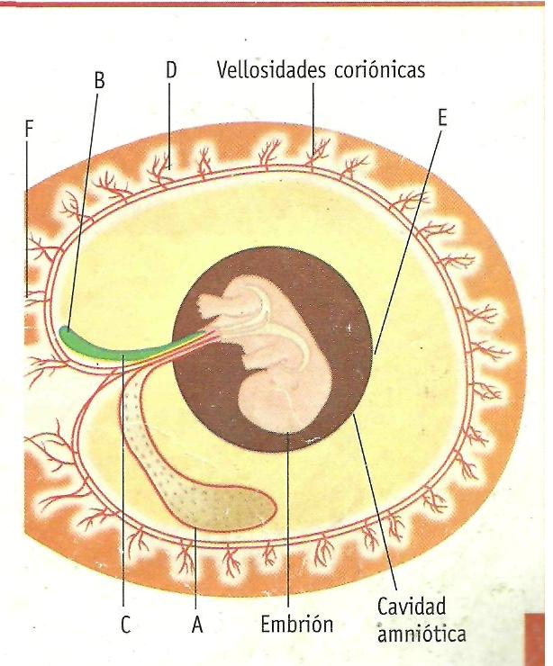 8º I.E.R.S. 2011 SEGUNDO PERIODO