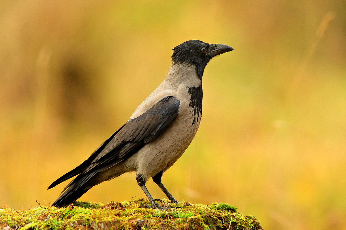 Stefan Pettersson Foto: Kråka
