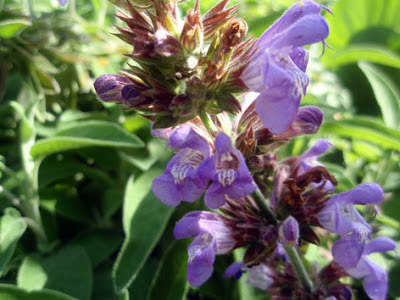 Salvia (Salvia officinalis)