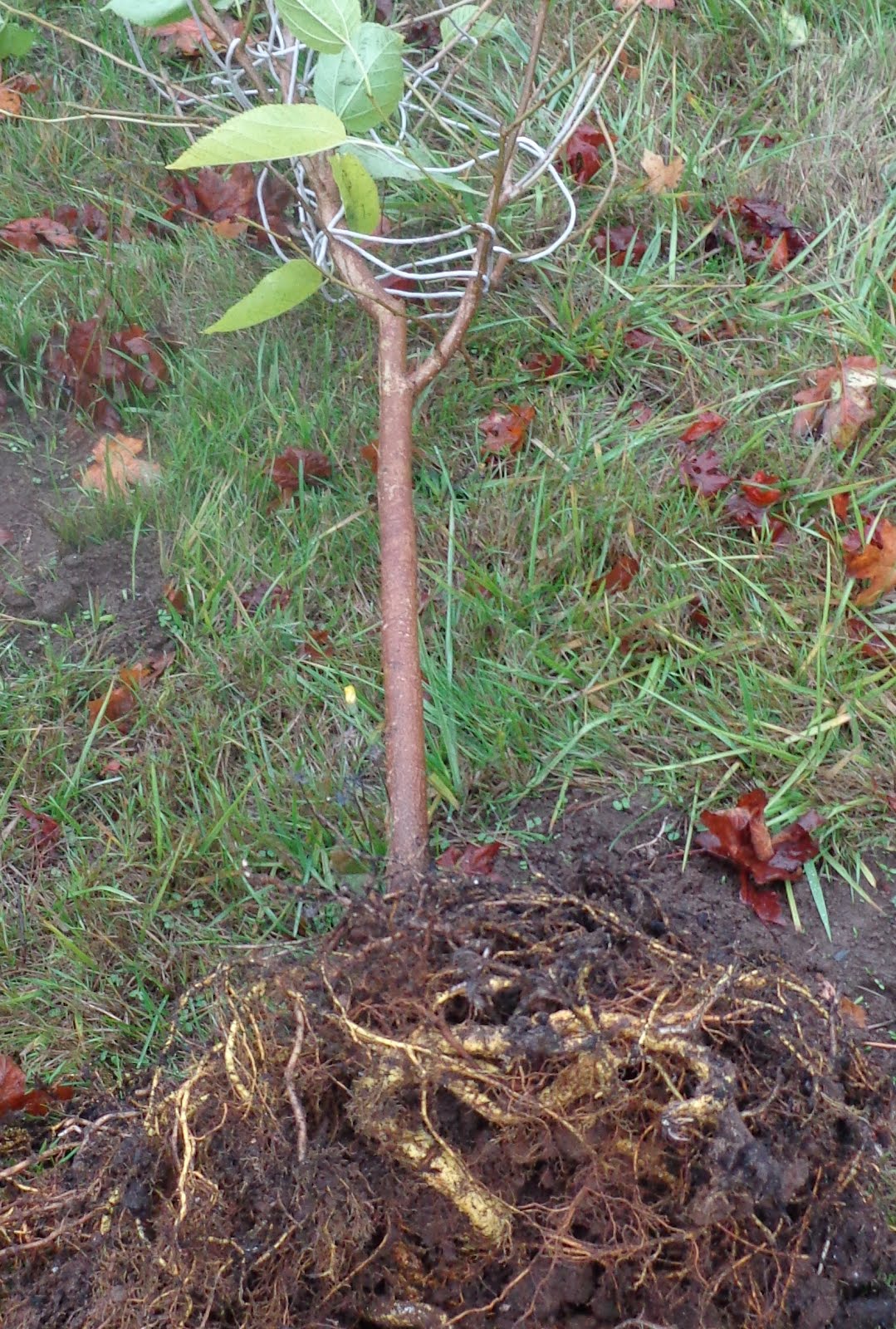 Growing Greener in the Pacific Northwest: Moving a Small Mulberry Tree