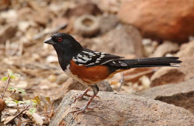 Photo of a Spotted Towhee on a rock Photo of a Spotted Towhee on a rock