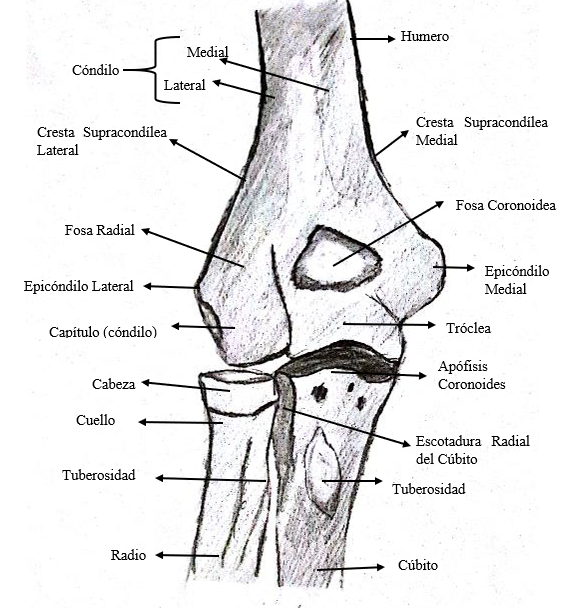 Blog de anatomía radiológica humana - UNAD - grupo 154003_11: Tema 1
