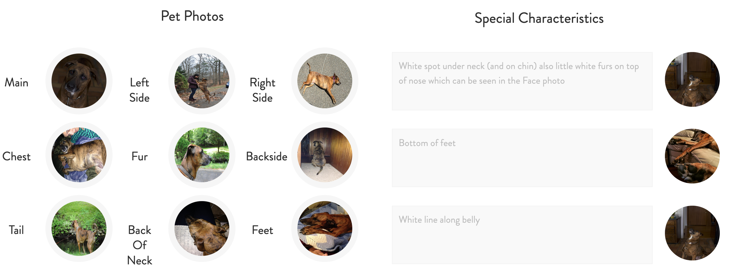 {review} Layla's Cuddle Clone; Ordering Process Closet Fashionista