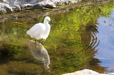 A Snowy Egret waits for a fish while making ripples in a pond. Irvine, California. 2021. © Evan's Studio