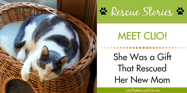 Cat rescue stories