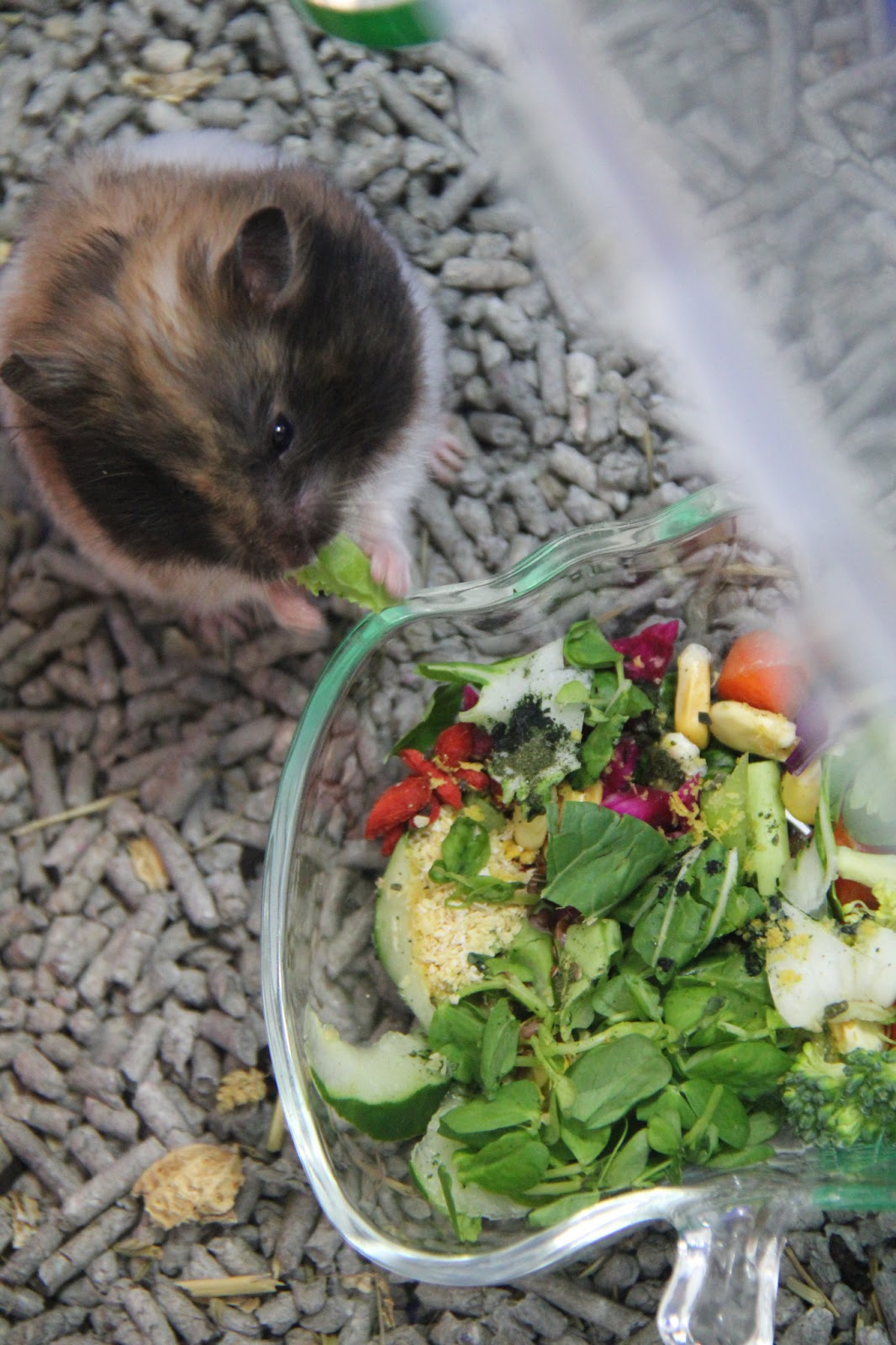 Natural PawPals Cherimoya, the Vegan Syrian Hamster