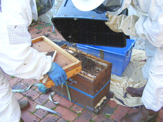 Bees recovered from a feral colony are tipped into a hive during a rescue operation, Indre et Loire, France. Photo by Loire Valley Time Travel. Bees recovered from a feral colony are tipped into a hive during a rescue operation, Indre et Loire, France. Photo by Loire Valley Time Travel.