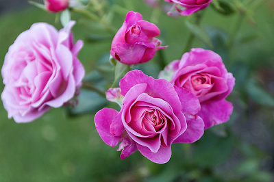 Imagen de flores color rosa