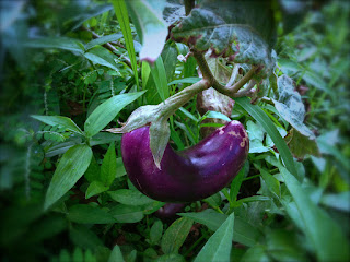 Fresh Purple Fruit Solanum Melongena In The Garden, Bali, Indonesia