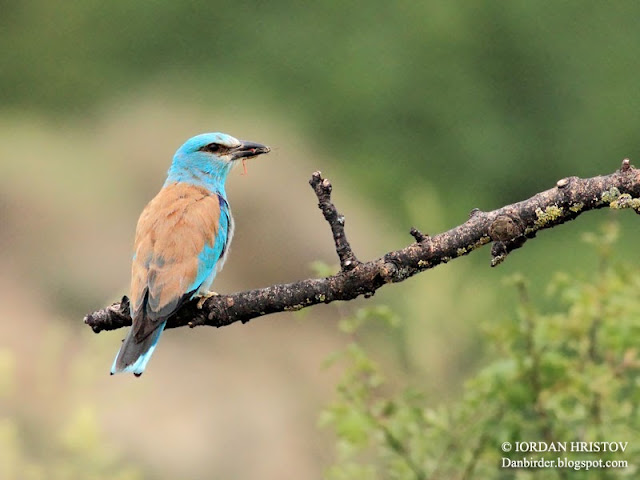 Roller photography in Bulgaria