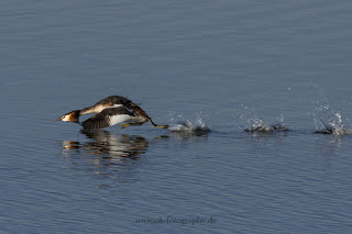 Haubentaucher Balz Naturfotografie Wildlifefotografie Meerbruchswiesen Steinhuder Meer