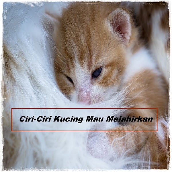 Ciri-Ciri Kucing Mau Melahirkan dan Persiapannya
