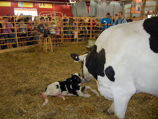 Newborn calf  at the Minnesota State Fair in Minneapolis