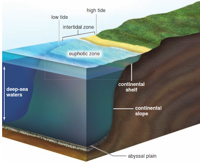 Coastal Ecosystems Border the Oceans
