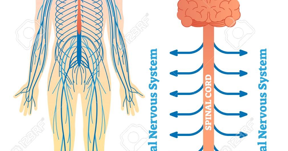 Nursing Officer Success Guide: Quick review point for Nervous System