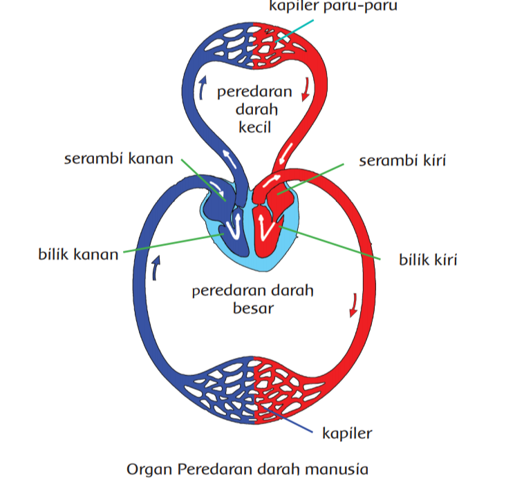 Berikut tanda sirkulasi darah tidak lancar adalah