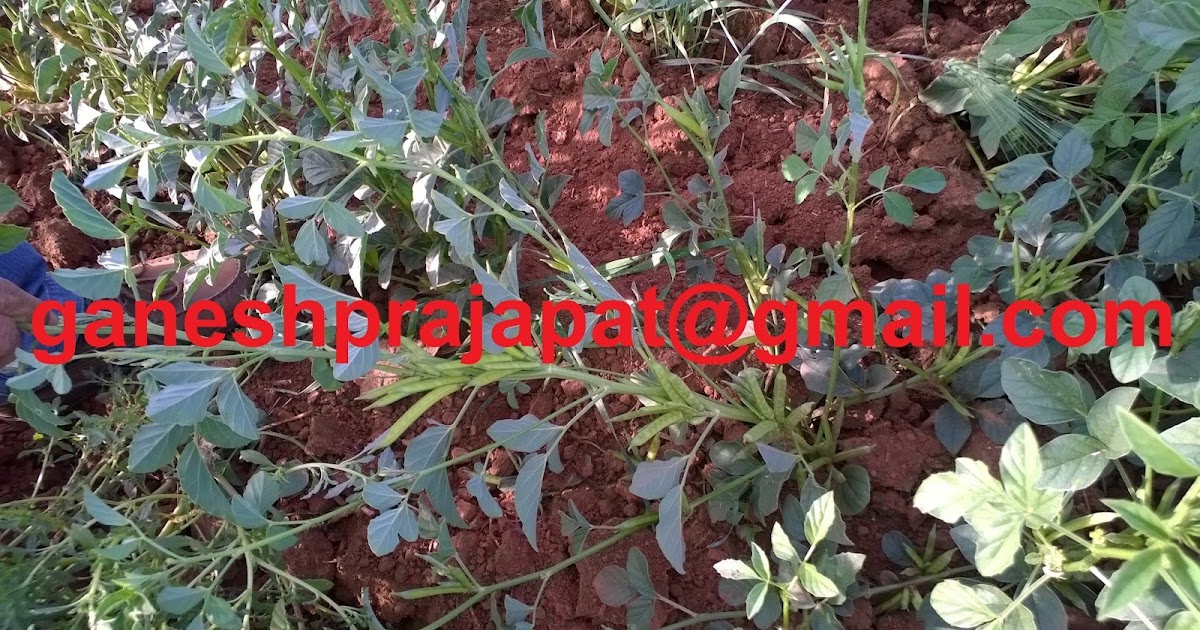 GUAR GUM INFORMATION AND GUAR GUM CULTIVATION IN INDIA Guar gum and guar seed price will be
