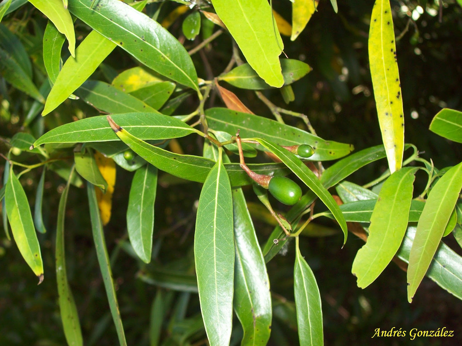 FOTOS DE FLORA NATIVA Y ADVENTICIAS DE URUGUAY Ocotea acutifolia