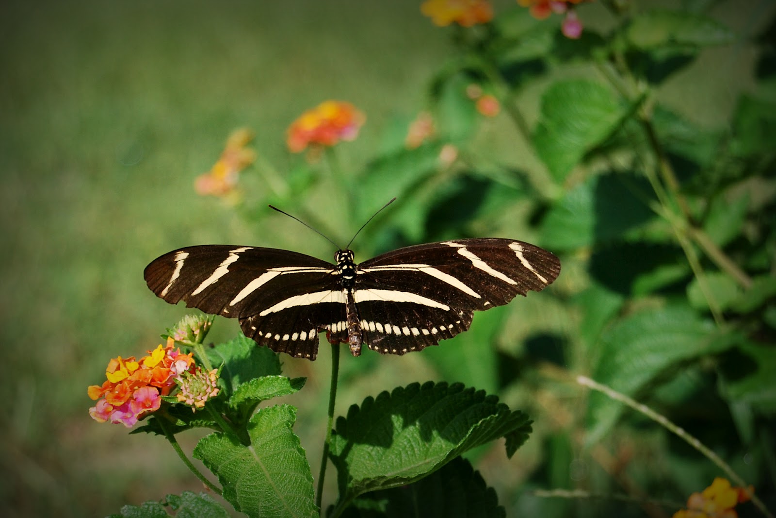Life Through My Lens Florida Butterflies