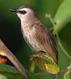 Tips Merawat Burung Trucukan Pakan Burung Joss