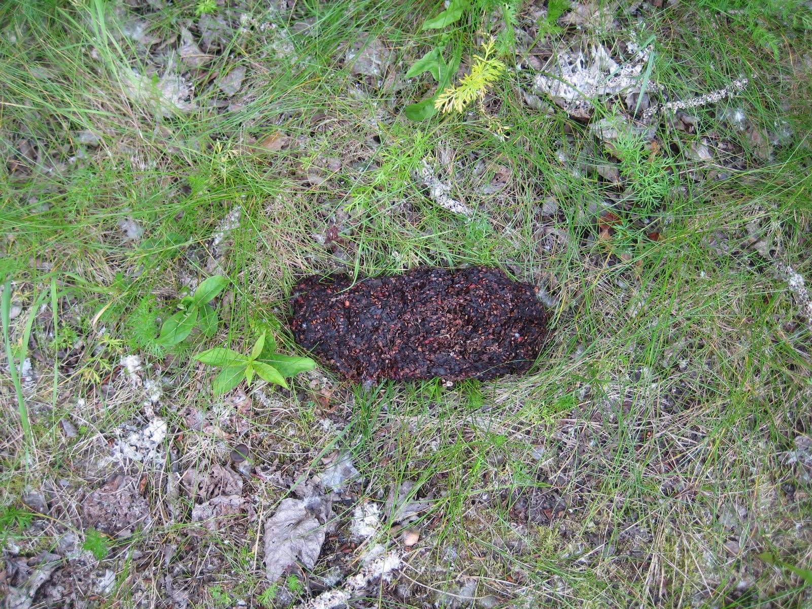 Not so random Thoughts On Random Topics Breaking News Bear Poop Sighting 