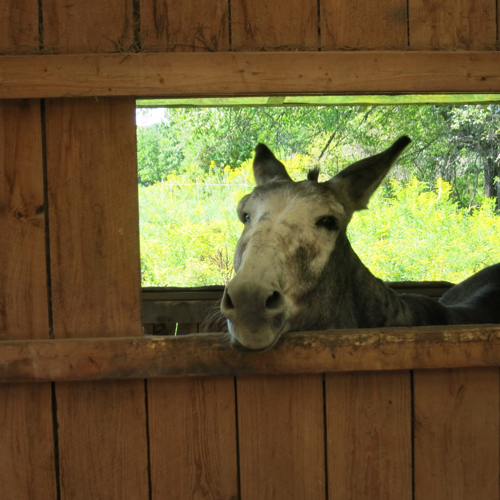 The Dancing Donkey Window Peeper