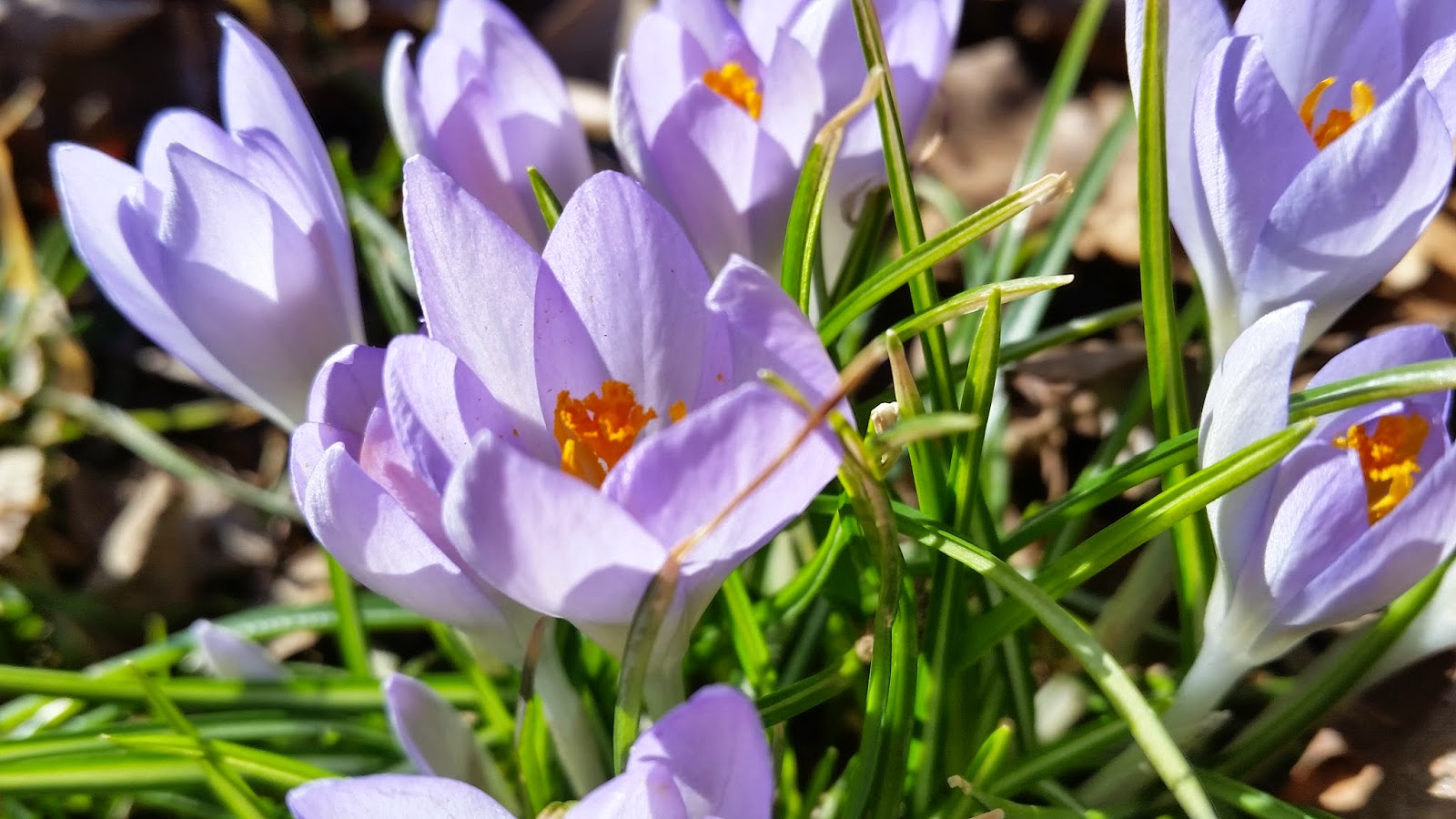 Ben's Journal Weekend Snapshots Sushi, Spring and a Pizza Pie!