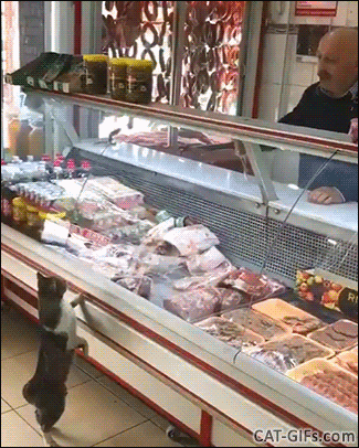 Cute Cat GIF • Good man give a fish for free to hungry begging cat at supermarket."Thank your sir." Cute Cat GIF • Good man give a fish for free to hungry begging cat at supermarket."Thank your sir."