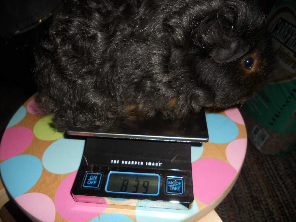 Cavy Savvy A Guinea Pig Blog Weighing Your Guinea Pig