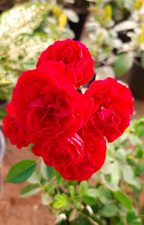 rose image