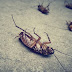 10 παράξενα πράγματα που δεν ξέρετε για τις κατσαρίδες