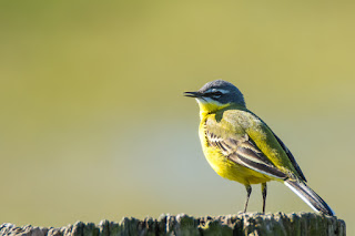 Wildlifefotografie Wiesenschafstelze