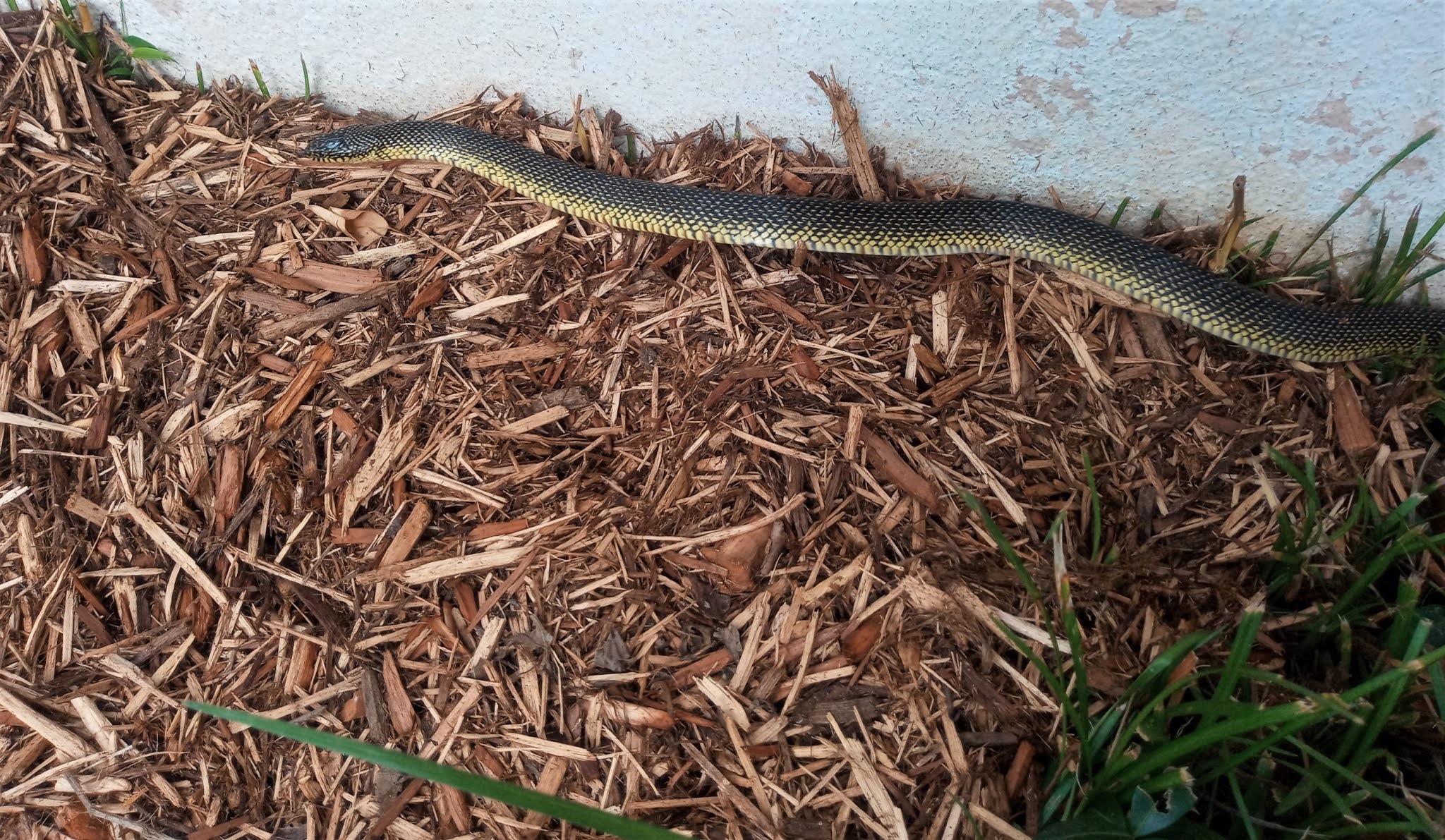 Yard and Garden Secrets Repel Fleas Ticks and Snakes with Cedar Mulch