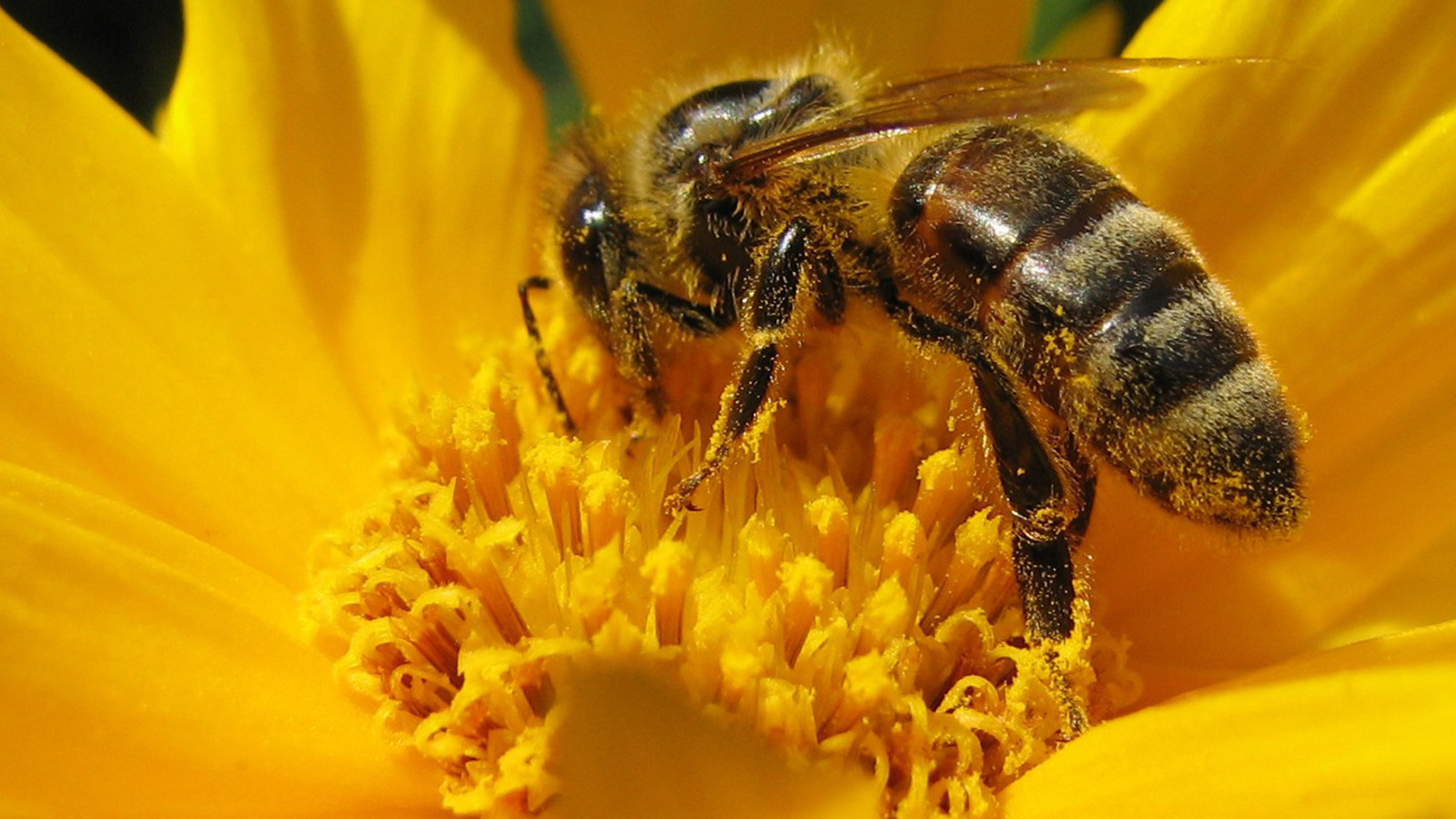 Resultado de imagen para apicultura hd
