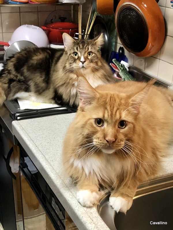 Cavallino 猫 ねこ ネコ 生後3か月になりました 春夏秋冬