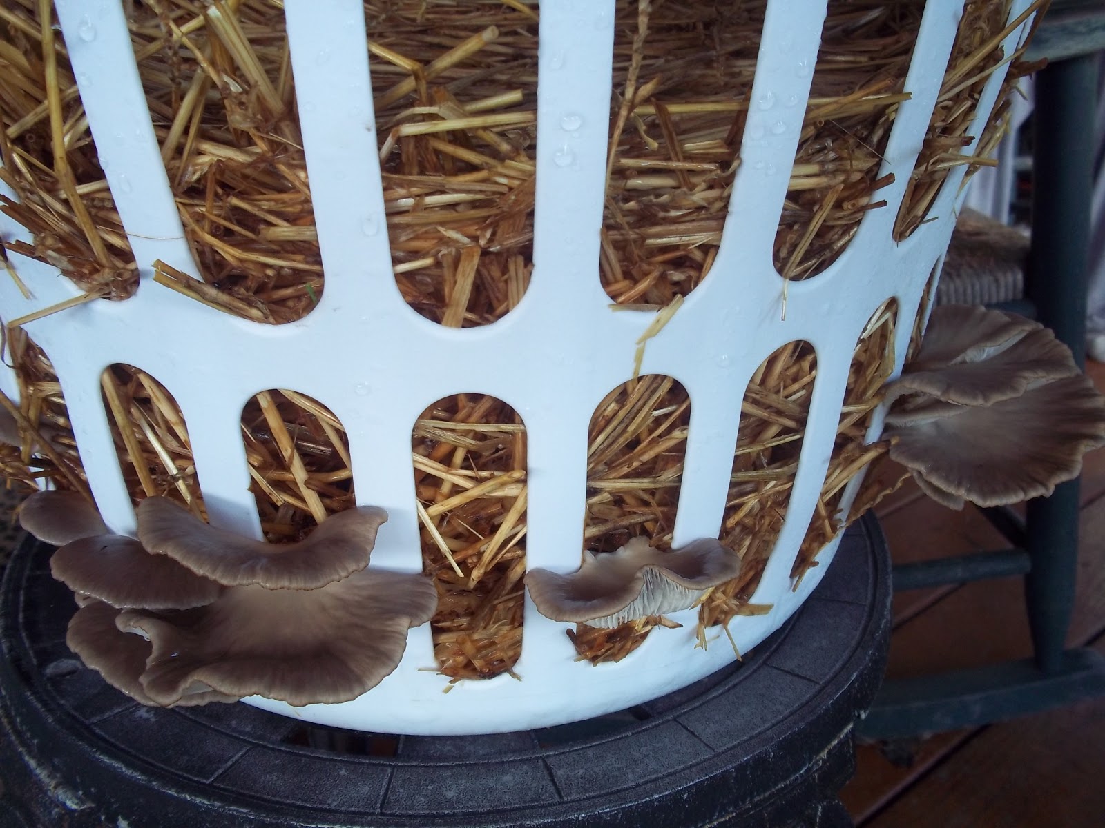mushroom harvesting and more basket making