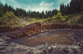 Penebangan Hutan Di Seluruh Penjuru Dunia