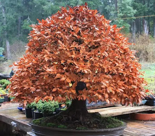 Normal Beech Bonsai tree