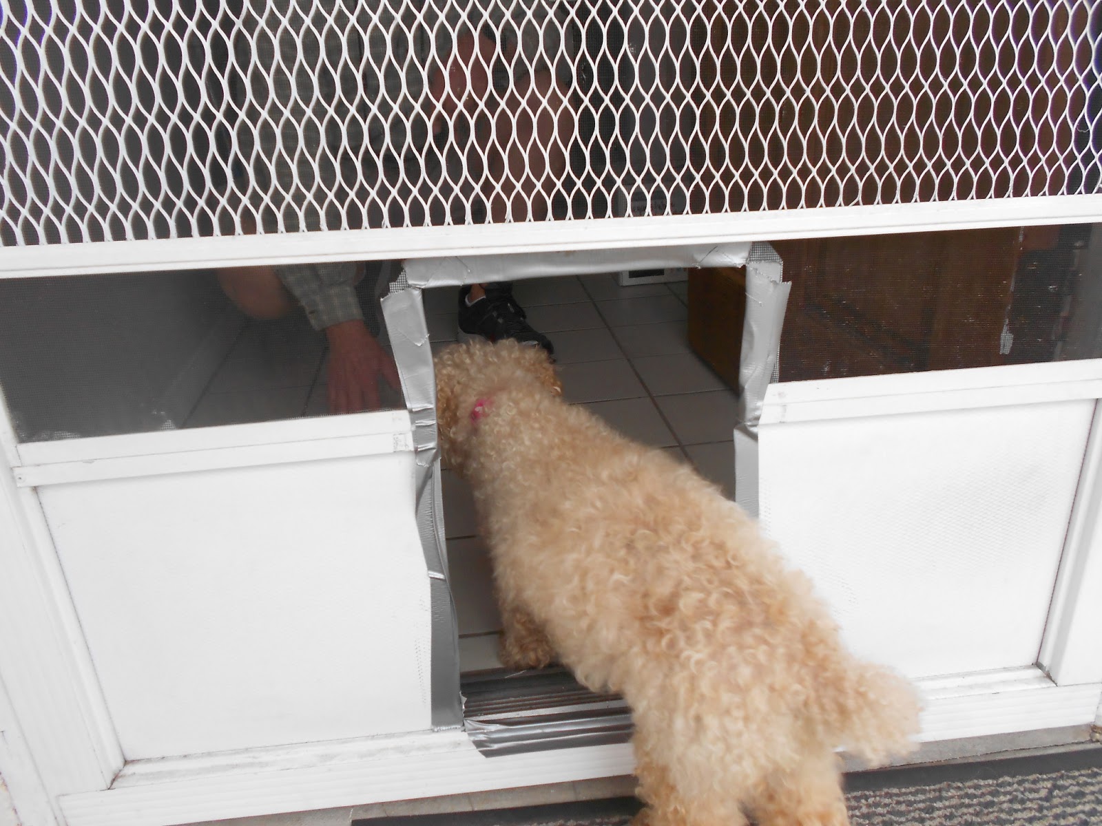Jerry and Kay: DIY Dog Door