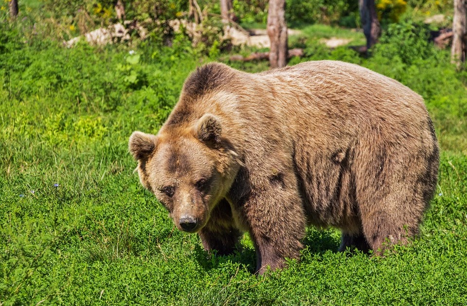 English to Spanish Bear in Spanish