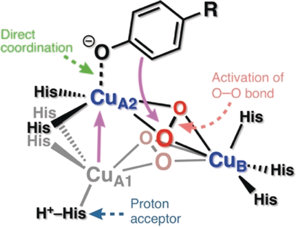 Статья с нобелевским лауреатом acs,chemistry,nobel