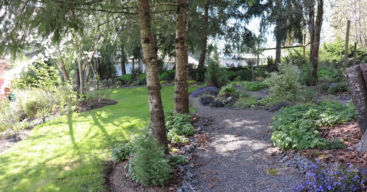 Andy Mcindoe S Designer S Diary Pieris Perfect For Pots In Shade