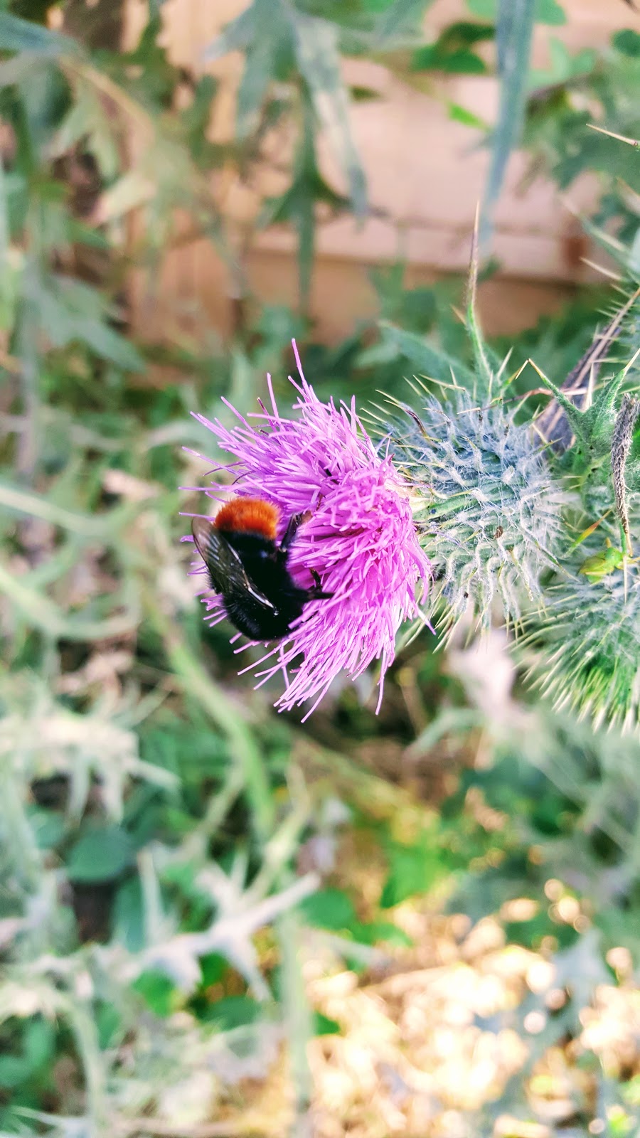 A Walk With Me And Mollie