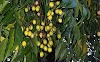 बकायन के 9 उपयोग, लाभ, और हानियां - 9 uses, benefit, and side effects of bakayan tree in hindi 