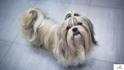 How long do Shih Tzu with conformational defects live?