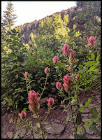 Giant Indian Paintbrush Giant Indian Paintbrush