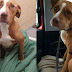 Esse Pitbull só aceitou ser adotado com o seu melhor amigo Chihuahua sendo adotado junto