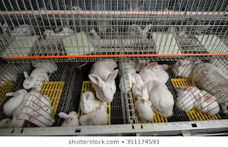 Rabbit Farming Business Complete Manual