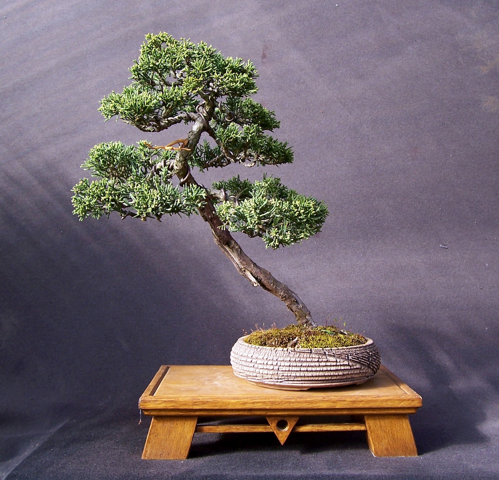 MiKo Bonsai Tony Remington Bonsai pots